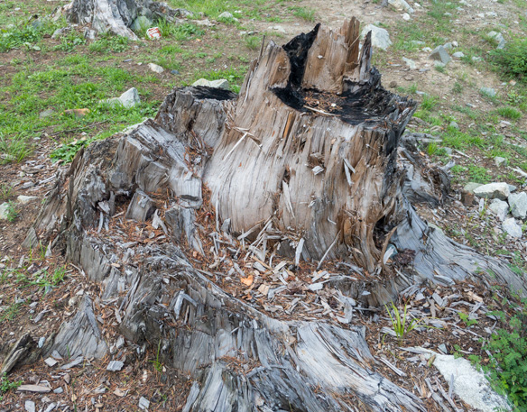 Stump Grinding/Shearing at TRY Greenwaste Recycling Albury Wodonga