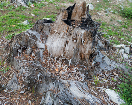 Stump Grinding/Shearing at TRY Greenwaste Recycling Albury Wodonga